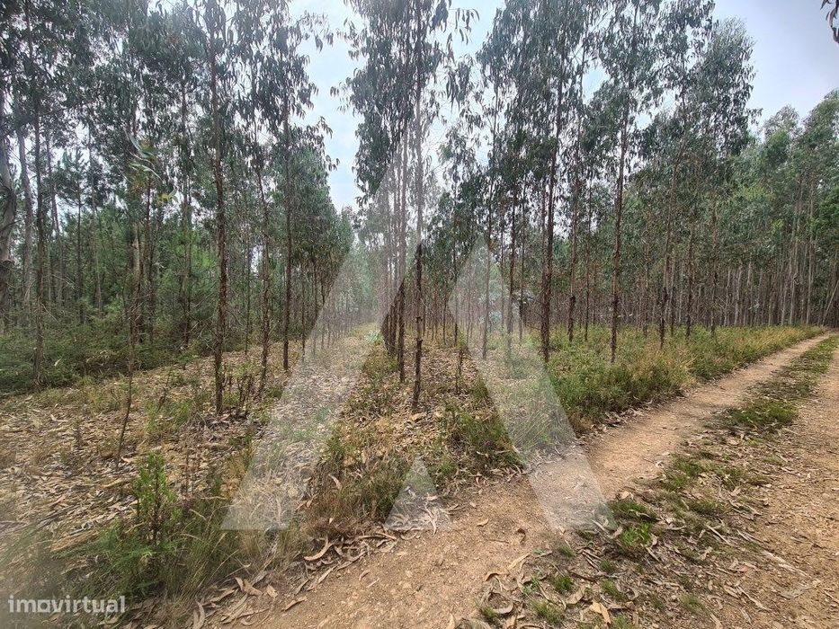 Terreno Industrial em Pinheiro da Bemposta