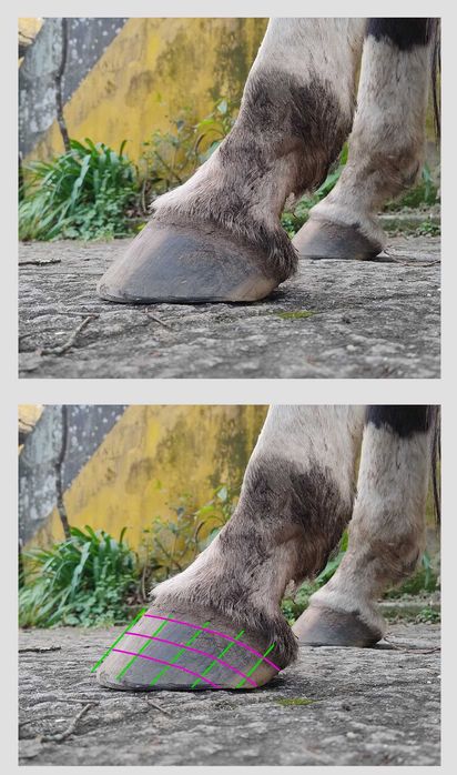 Aparo / Recorte de Cascos de Cavalo em Barefoot