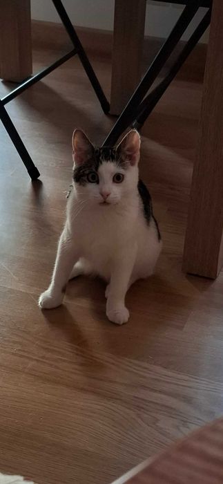 Poszukiwany domek dla 4 msc kici Majusi