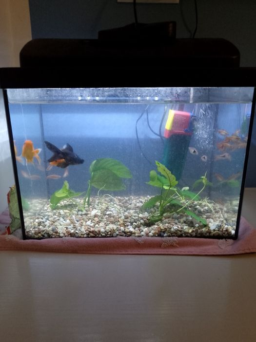 Sprzedam akwarium 30l