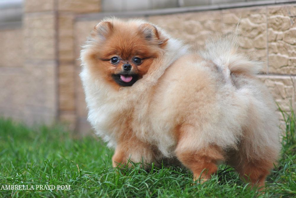 Яскрава красуня Амбрелла