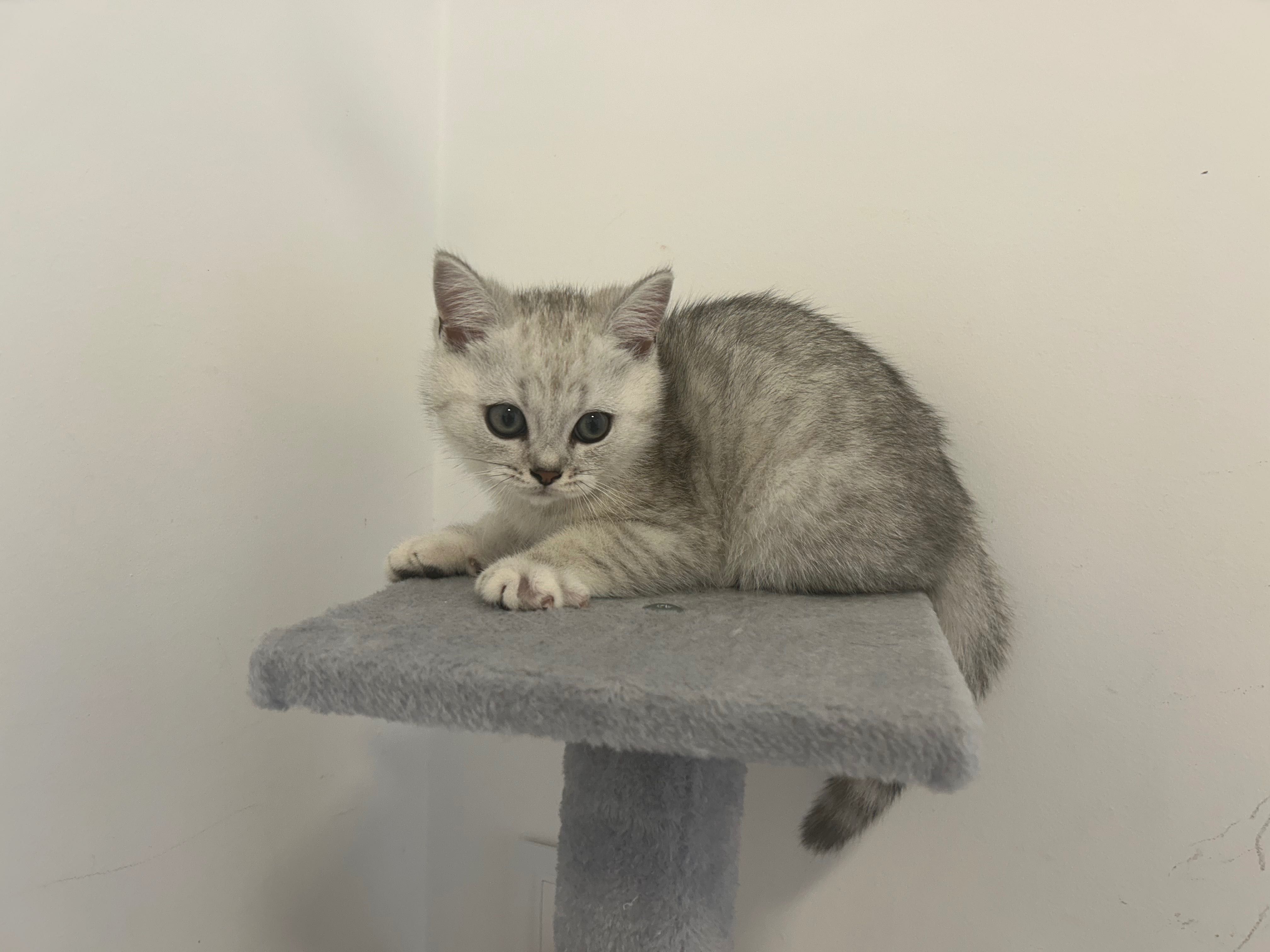 Gatinho Scottish Straight