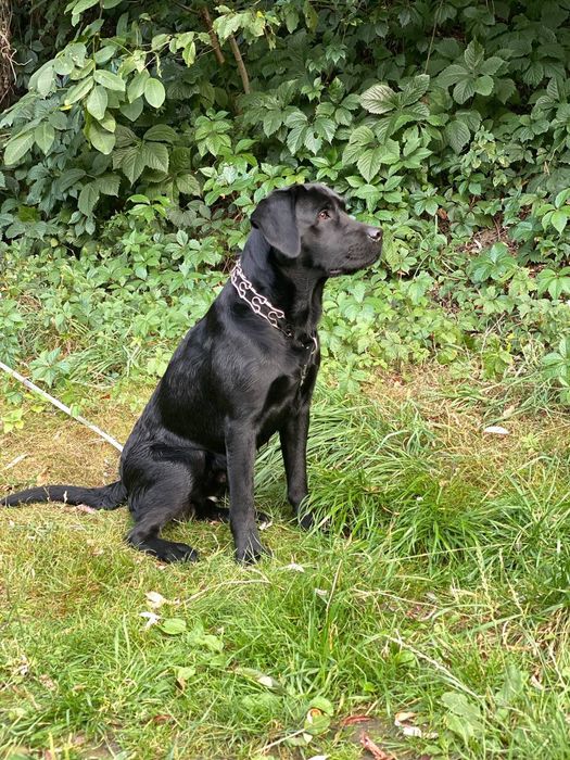 Вязка Лабрадор Ретривер