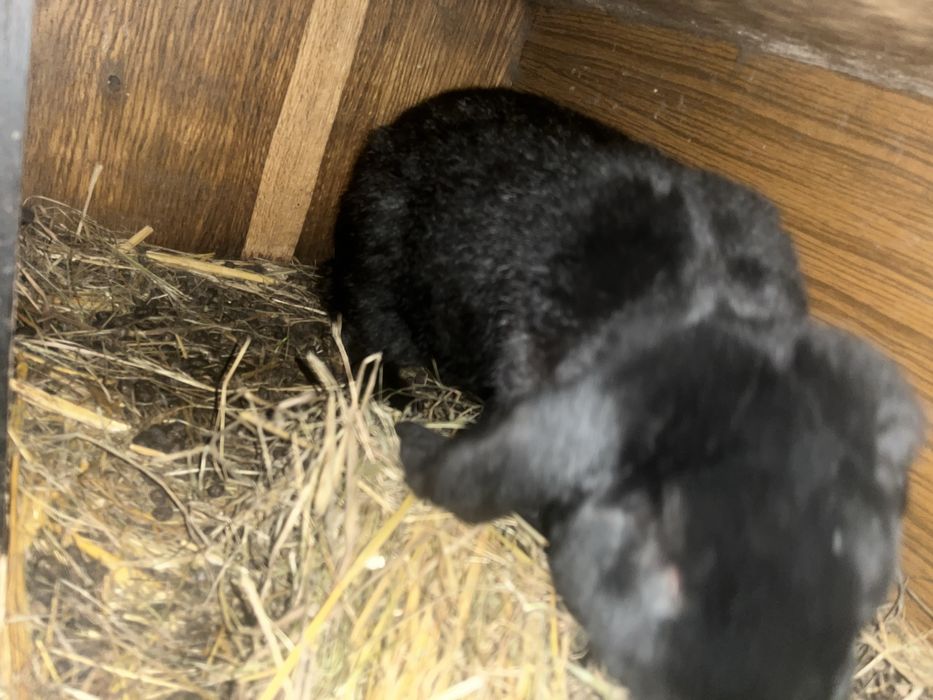 Barany 1+3  likwidacja sprzedam