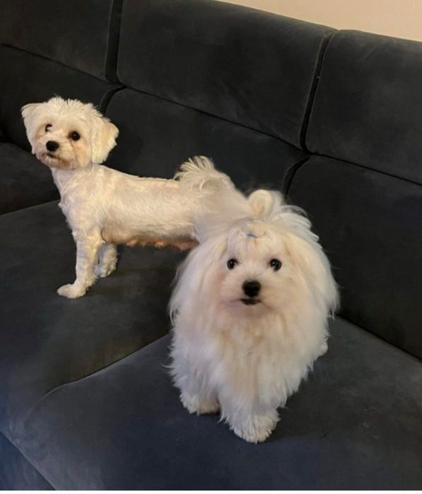 Śluczny Maltańczyk :)