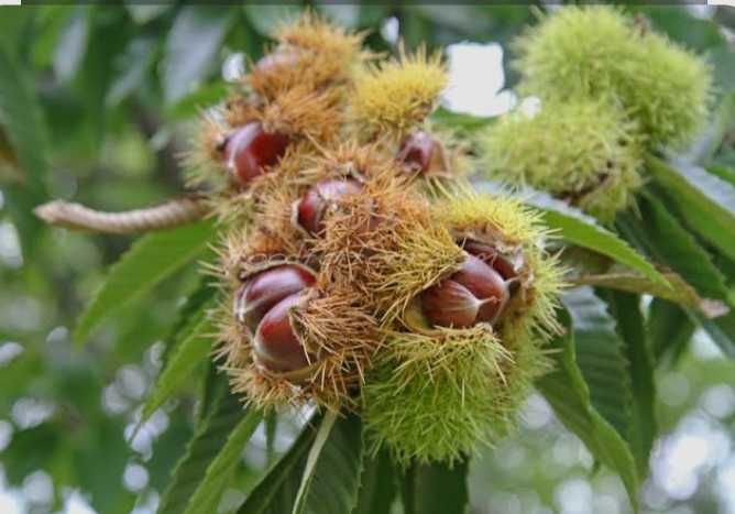 Terreno rústico com plantação castanheiros para venda