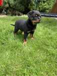 Piesek Rottweiler