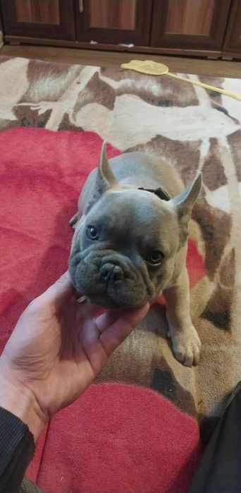 Buldog francuski