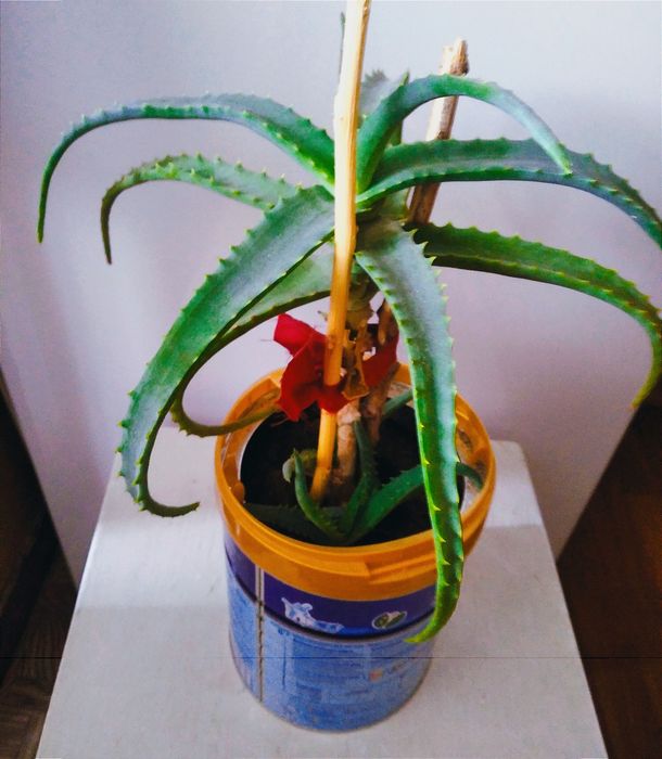 Цветы комнатные Алоэ и красула.