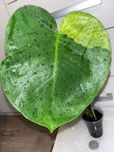 Monstera Noid - szczyt trzylistny - rezerwacja do piątku 25.07