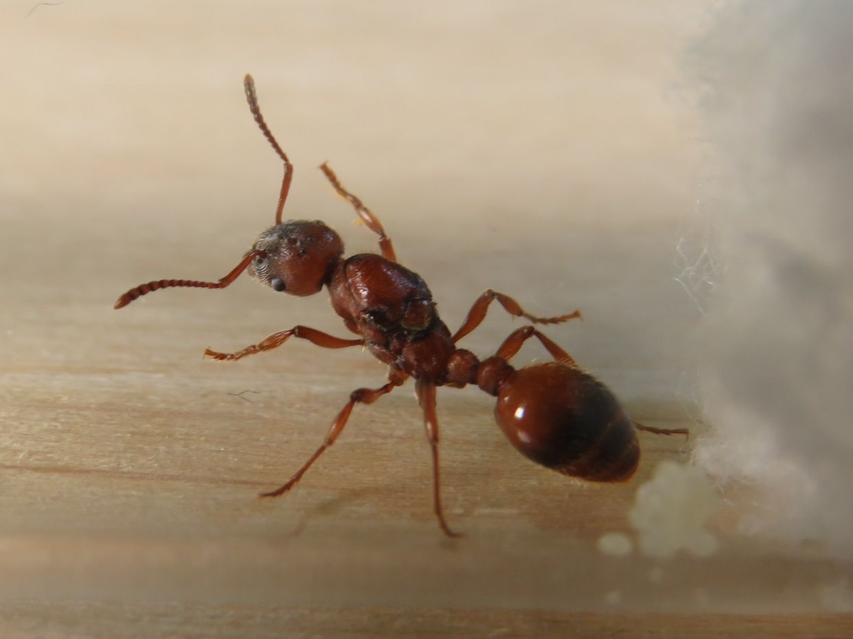 Продам редких экзотических муравьев мanica rubida!