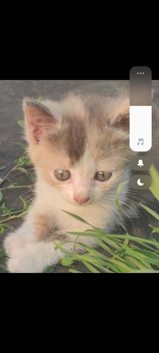 Котики в добрi руки