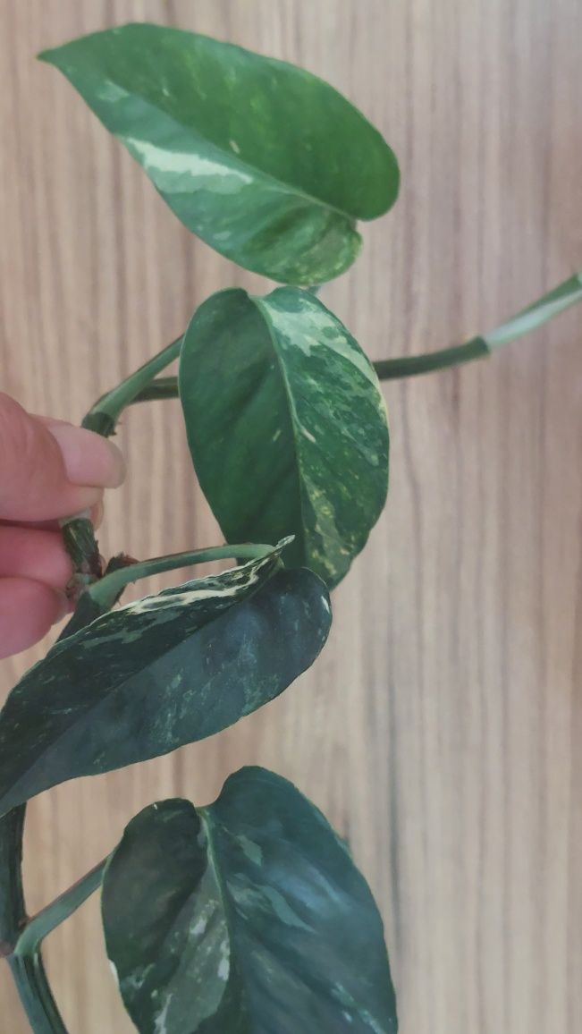 Epipremnum pinnatum variegata