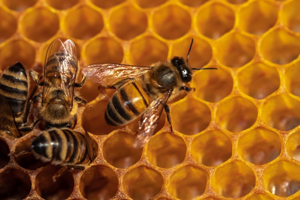 Бджолині відводки