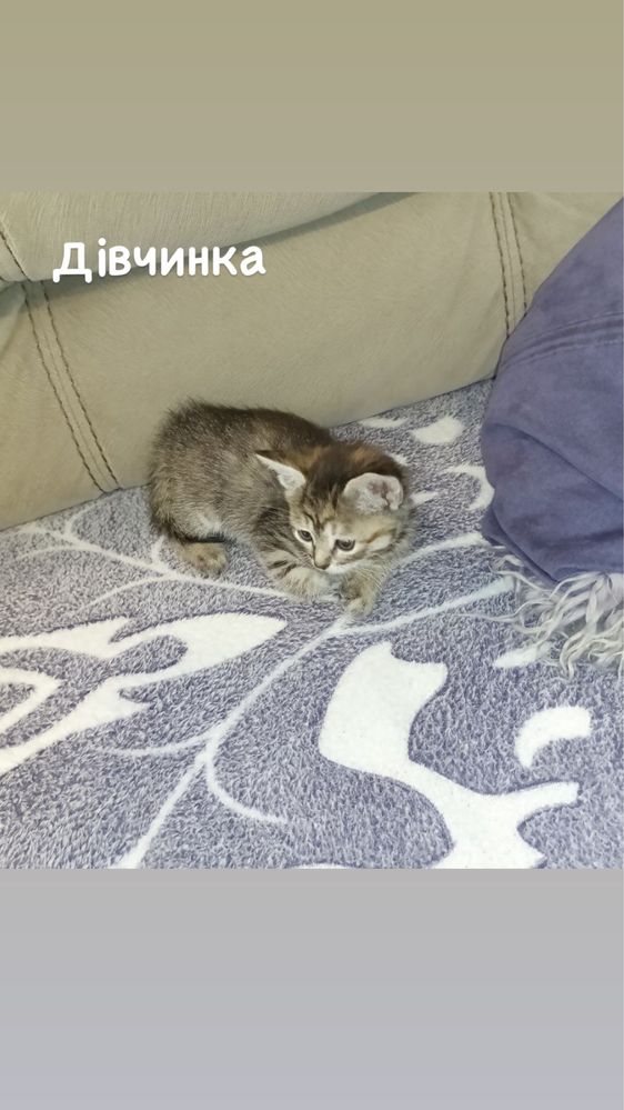 Казкові кошенята ШУКАЮТЬ родини!