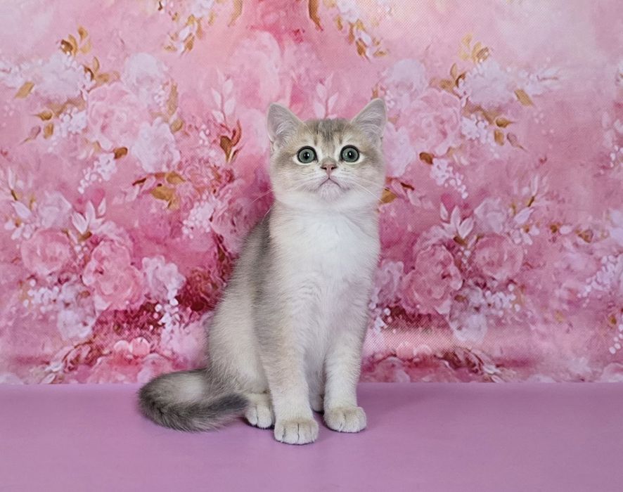 Шотландский котик голубое золото