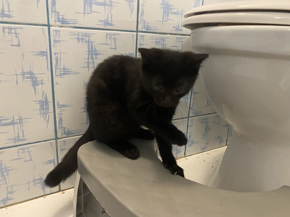 Kot, kotka SKAJ do oddania