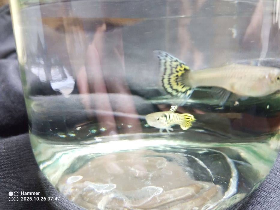 Gupik Tiger cobra parka