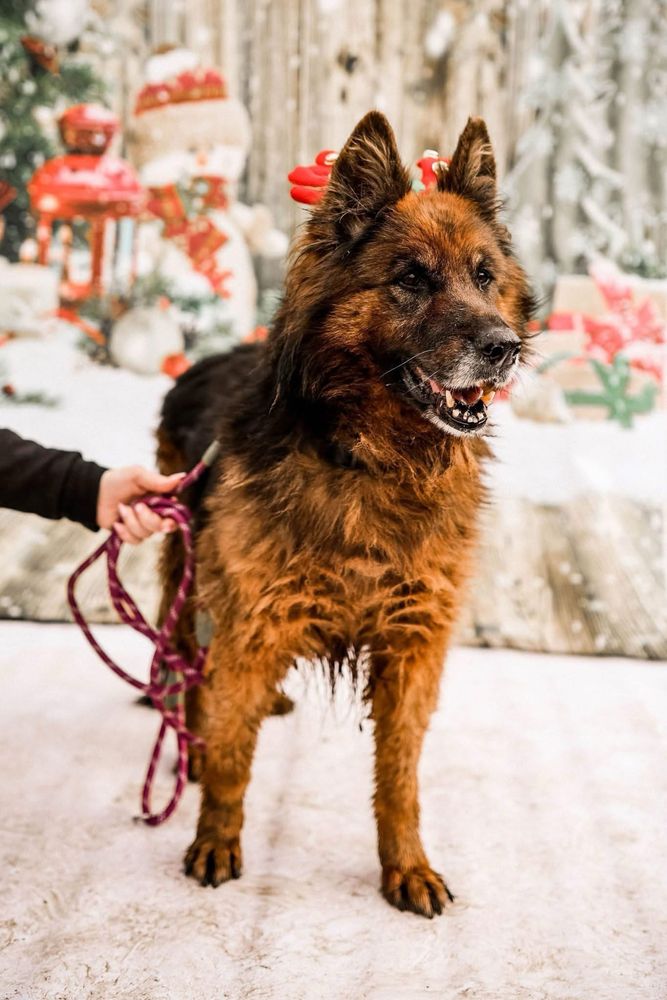 Abra - wspaniały owczarek niemiecki do adopcji