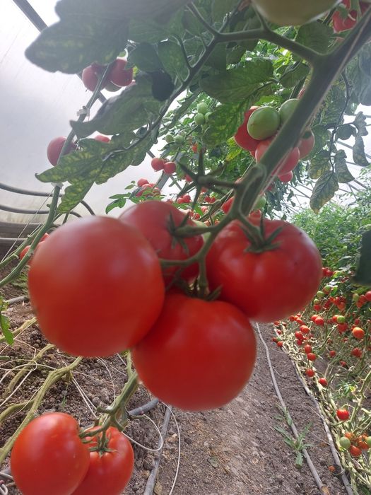 Pomidory prosto z krzaka ! Hurtowo jak i detalicznie .