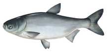 Tołpyga narybek karp.