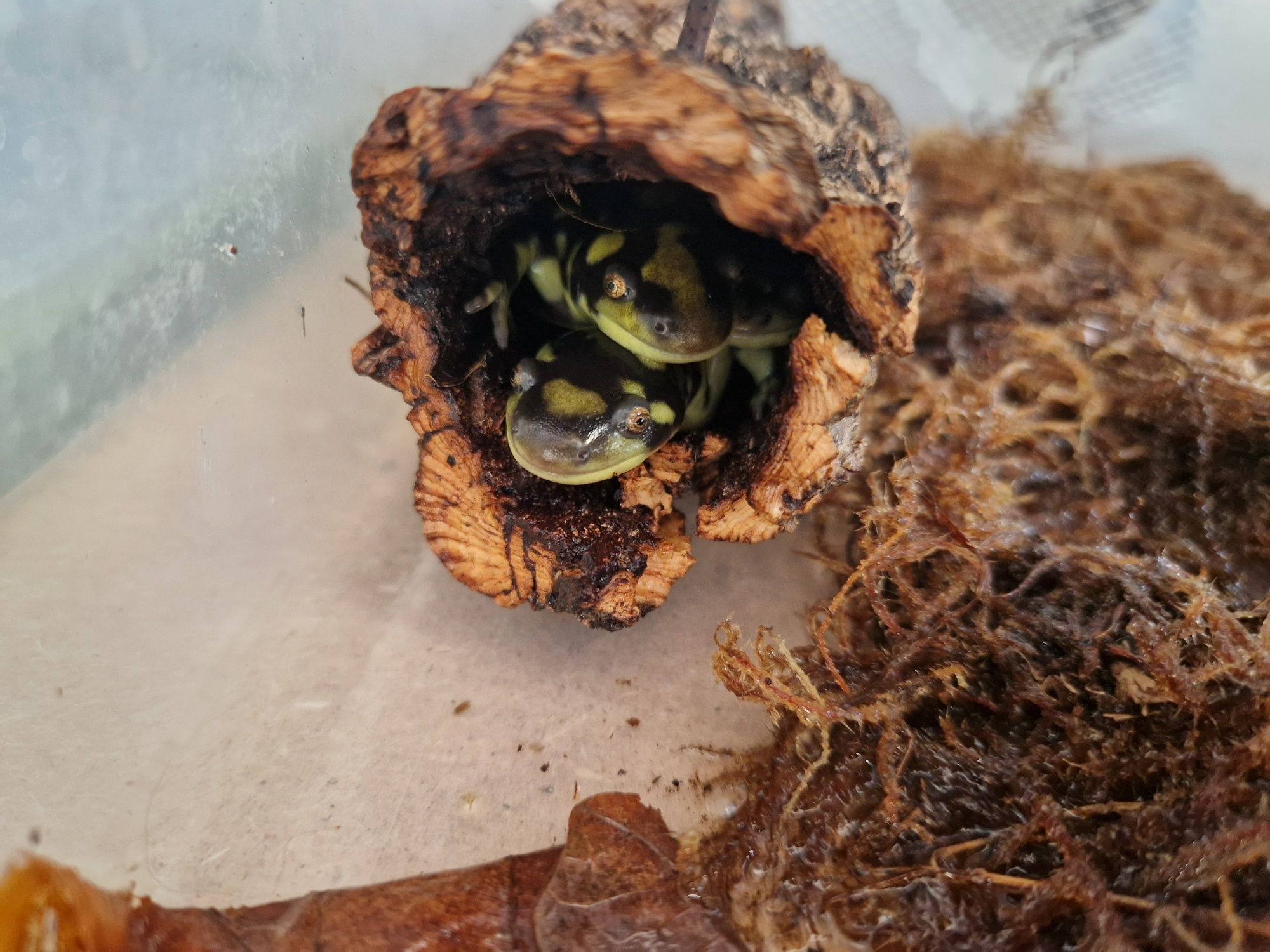 Salamandra tygrysia