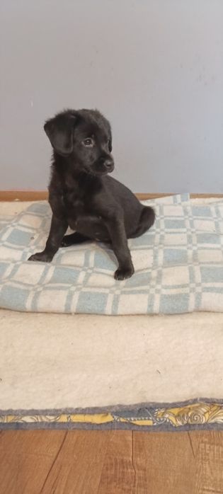 Lena. Dwumiesięczny szczeniak.