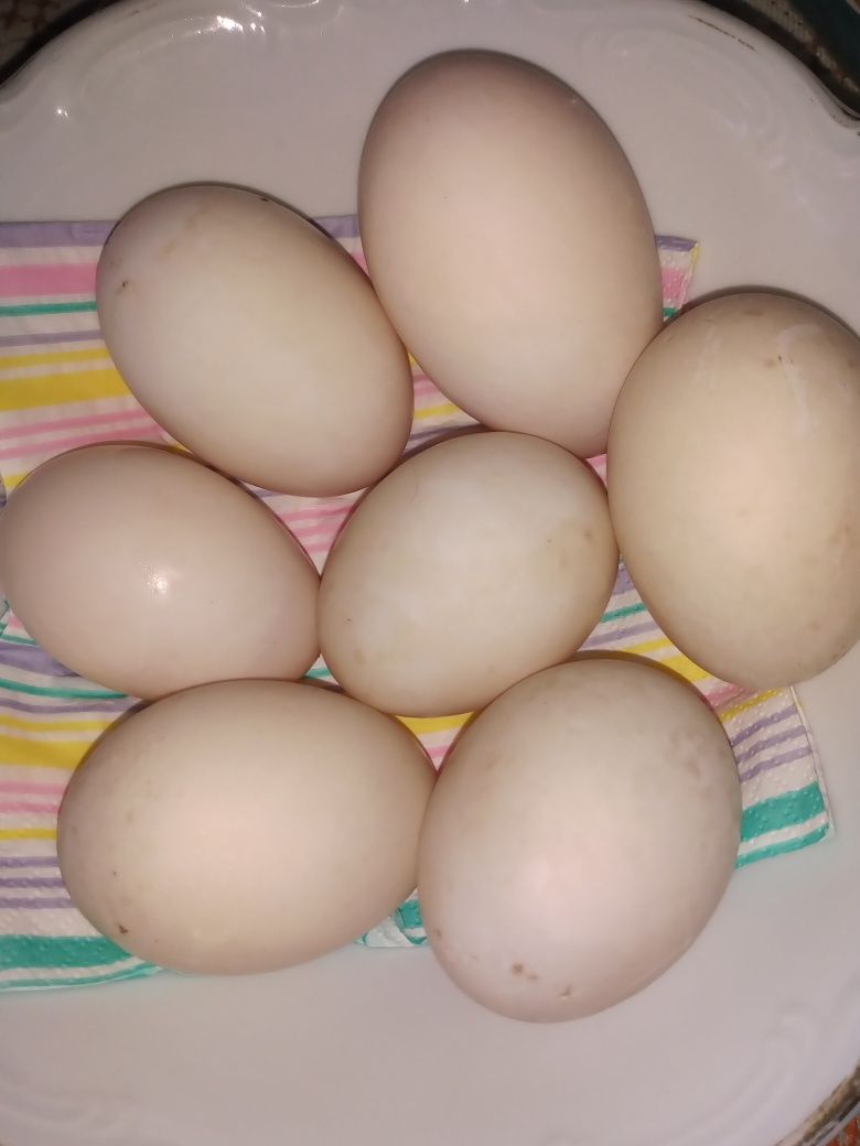 Jajka kacze 30 sztuk
