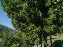 Folhas Louro 200g