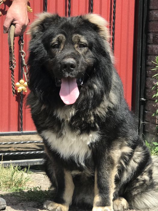 Кобель на вязку