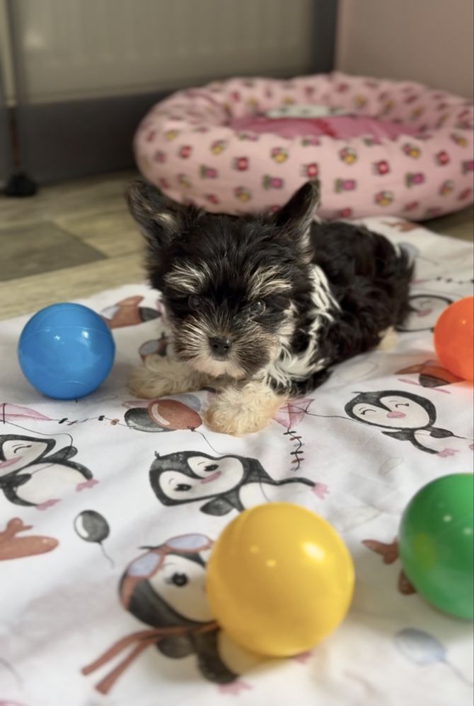 Biewer Terrier Elwisek yorshire Terrier