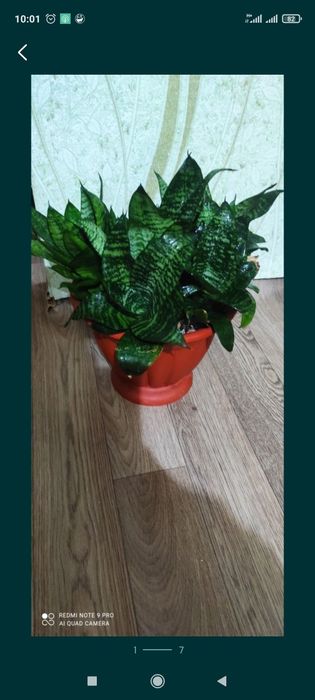 Сансевиерия или Тёщин язык цветок