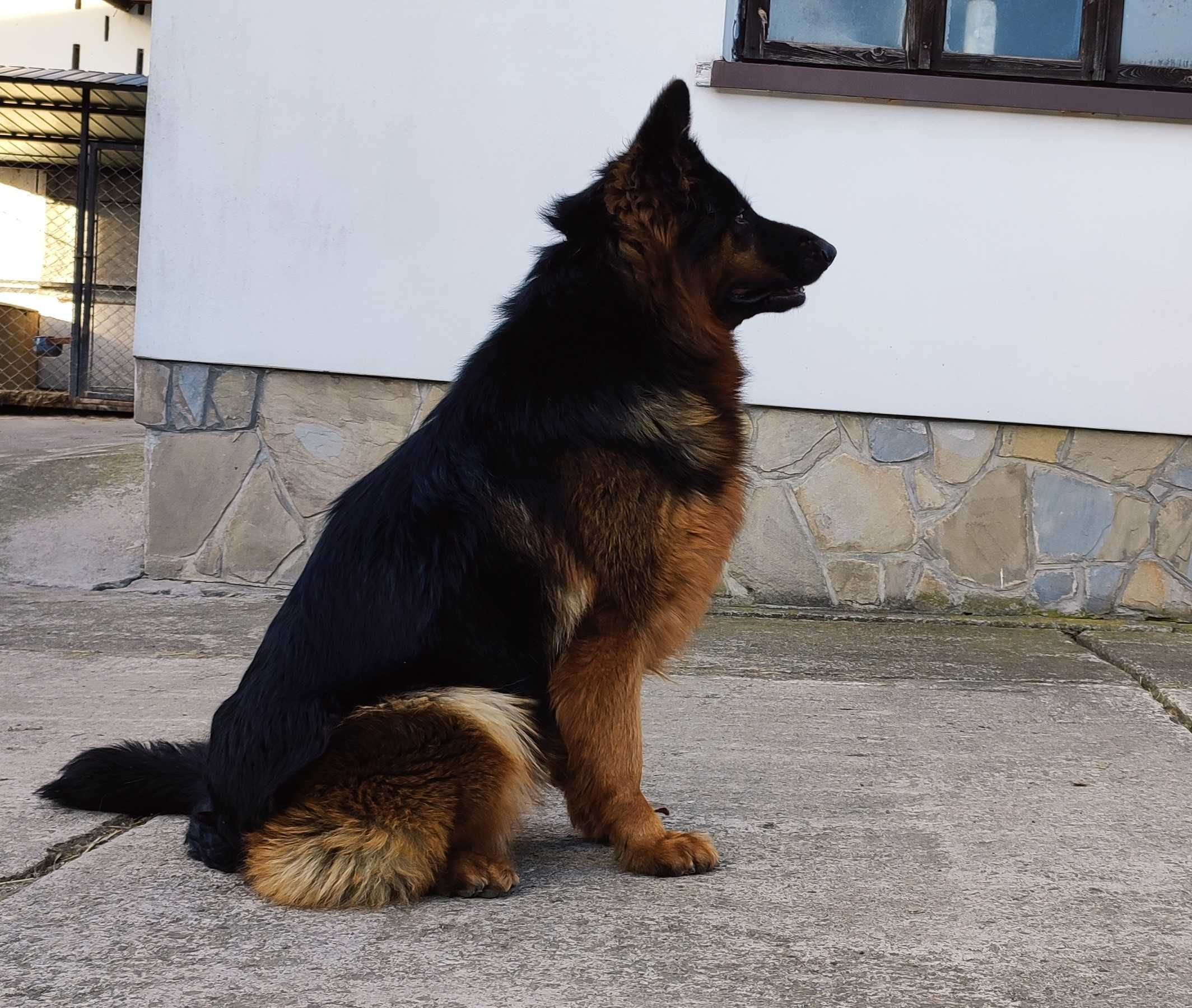 Owczarek niemiecki z rodowodem
