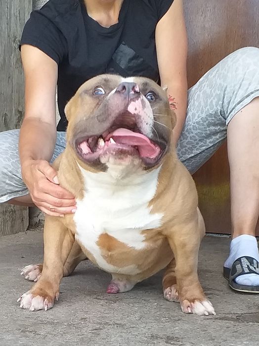 American bully pocket suczka