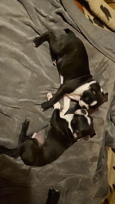 Szczeniak boston terrier