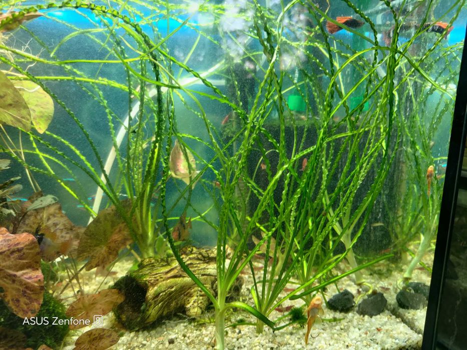 Krynie rzemieniolistne