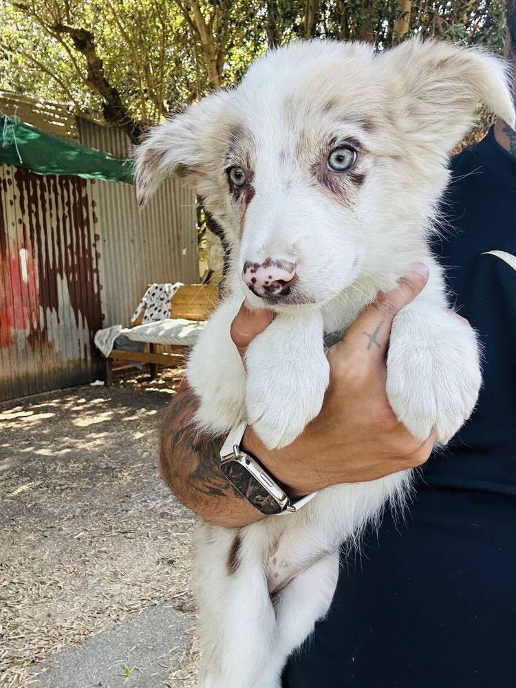 Menina border collie olhos verdes