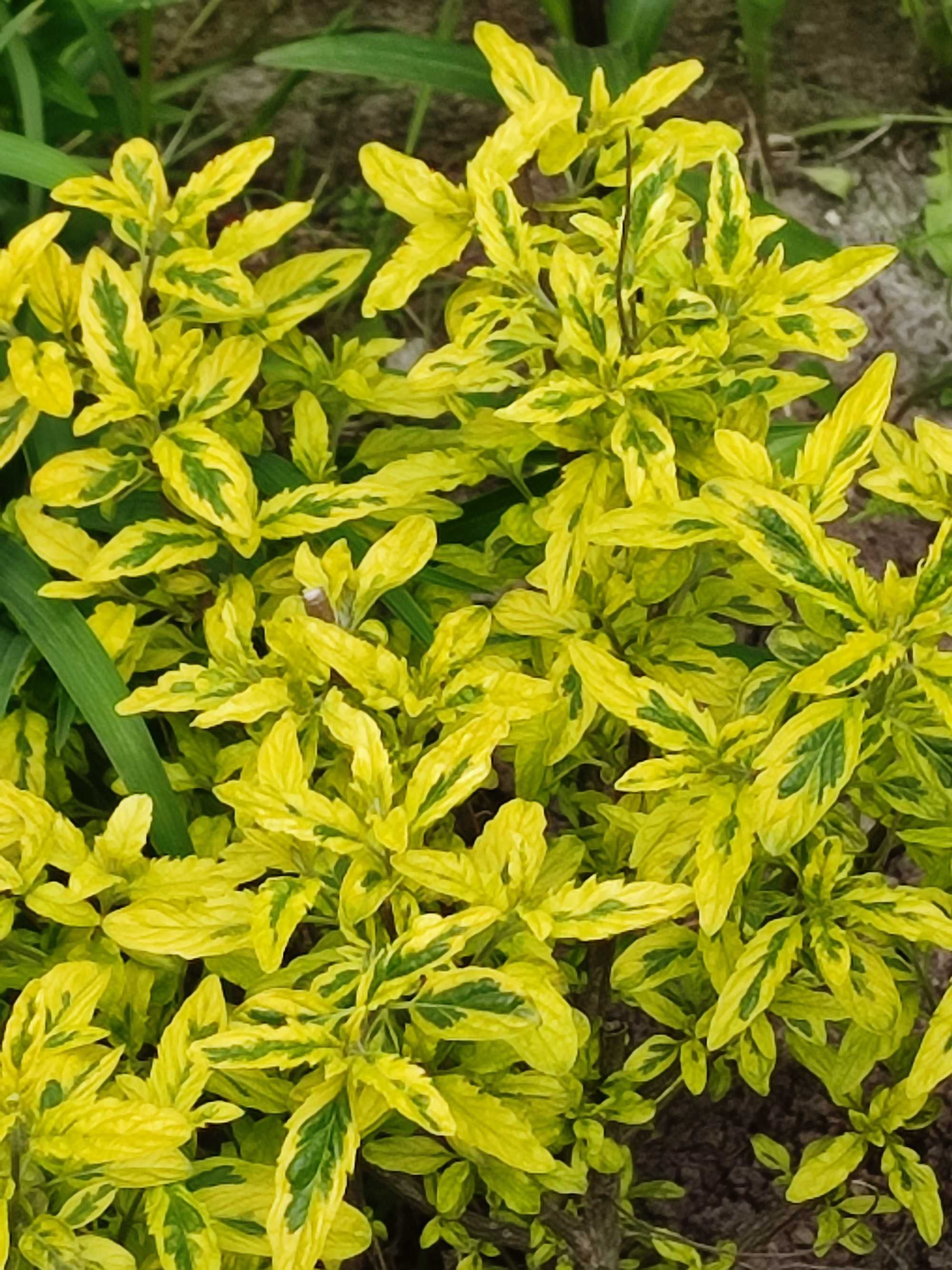 Barbula variegata summer sorbet sześcioletni krzew