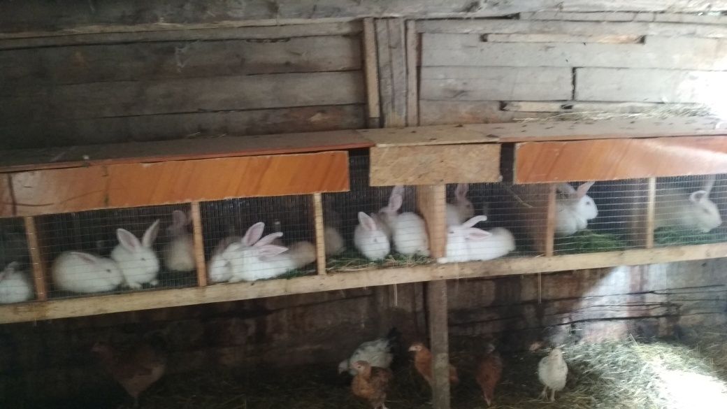 Продам кролеків породи термонська біла