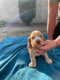 Piesek Cocker Spaniel