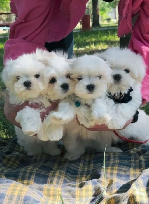 Елітні мальтезе — твій ідеальний улюбленець