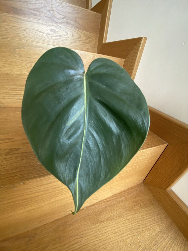 Philodendron cream splash