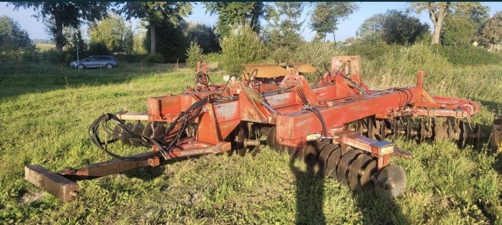 talerzowka maschio vogel 6m