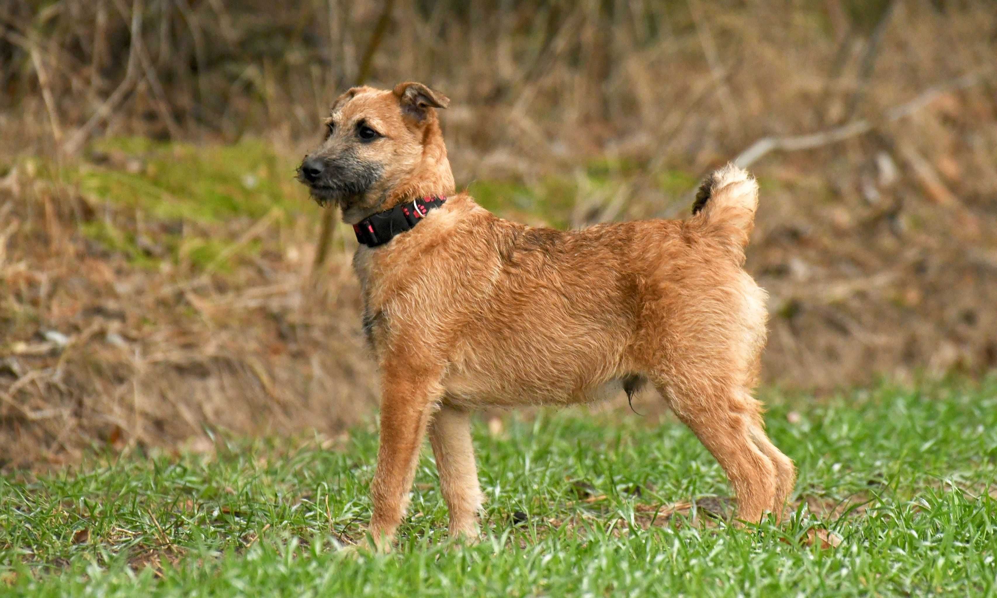 KRUSZON ok. 5 miesięczny piesek mix teriera do adopcji.