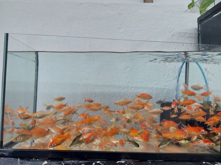 Peixes Cometa, Água Fria, Várias cores