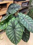 Bulwy alokazji dragon scale