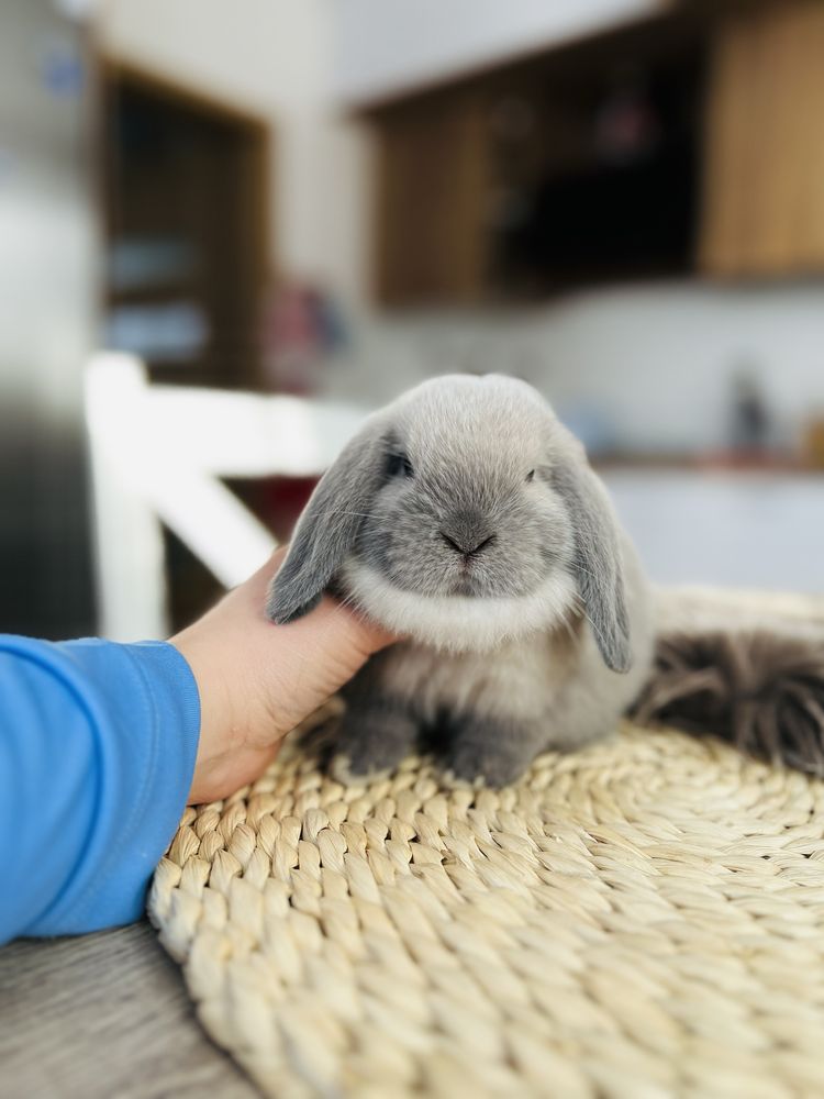 Hodowla królików MINI LOP (królik miniaturka) metryka, legalna hodowla