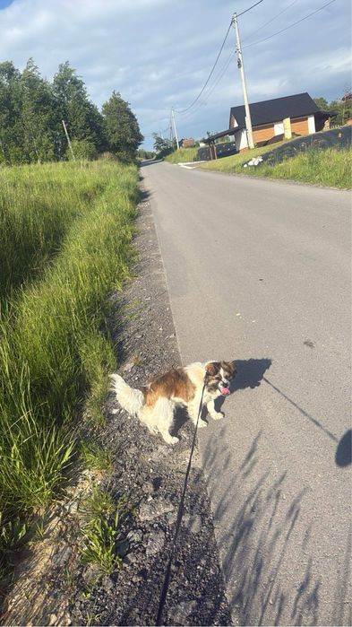 Oddam  za. Darmo pieska