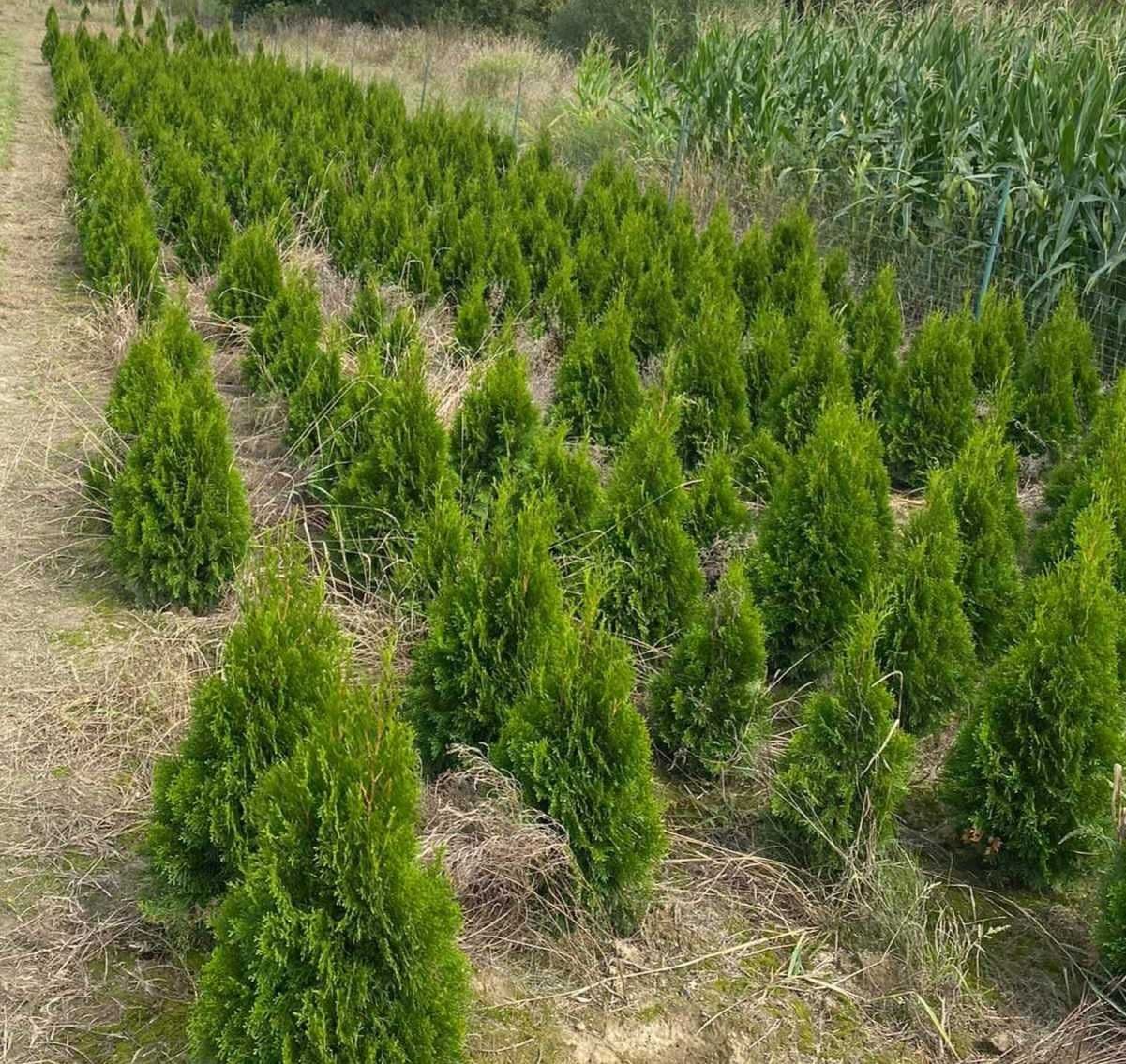 Tuja Thuja Szmaragd Żywotnik Zachodni 120cm Transport