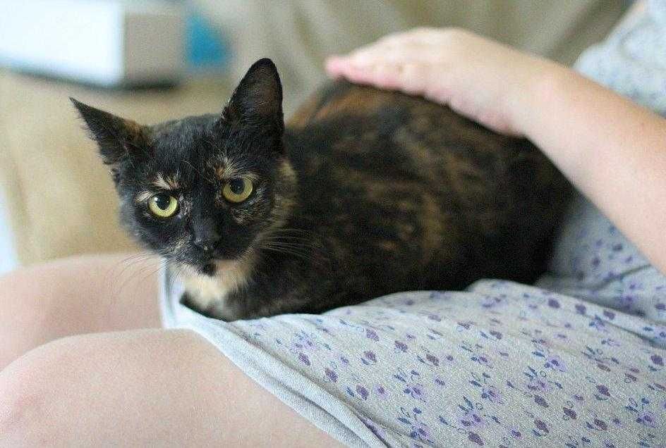 Aksamitka - kocia piękność do adopcji
